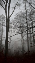 Dark silhouettes of trees in the foggy forest create a mysterious atmosphere, Thuringian Forest