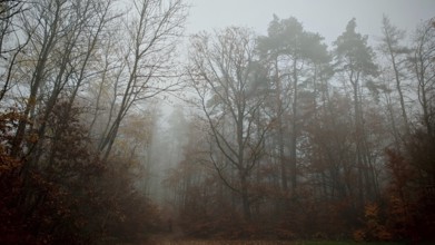 Clouds of fog sweep through the autumnal forest and create a quiet atmosphere, Thuringian Forest