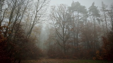 Thick fog in the forest creates a mysterious autumn atmosphere with colorful leaves, Thuringian