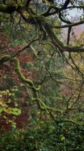 Moss-covered branches in the forest with autumn-colored leaves in the background, Thuringian Forest