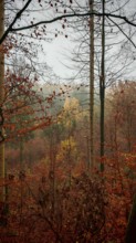 View through autumnal forest with mostly red and orange leaves, Thuringian Forest nature park Park