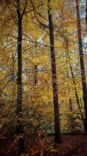 Bright yellow foliage gives the forest, beech (fagus), a golden autumnal energy, Franconian Forest