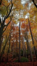 Towering trees in an autumn forest, vivid colors create a magical atmosphere, Franconian Forest
