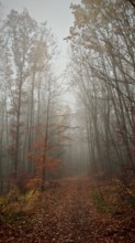 A foggy forest trail in autumn with fallen leaves and bare trees, Thuringian Forest nature park