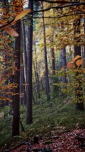 Autumn forest with bright leaves, quiet scene full of natural beauty, Franconian Forest nature park