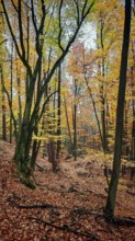 Golden autumn forest with light effects between tall trees and colorful foliage, Franconian Forest