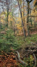 Autumn forest with lush foliage and trees in soft light, Franconian Forest nature park Park
