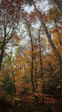 Trees in autumn dress, bright leaves create a warm, inviting atmosphere, Franconian Forest nature