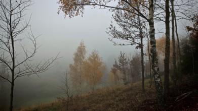 Fog veils a landscape with birch trees (Betula) and autumn trees, Thuringian Forest nature park