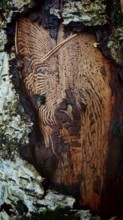 Close-up view of tree bark with fascinating textured wood surface, Franconian Forest nature park