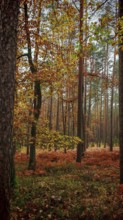 A quiet autumn forest with tall pine trees and colorful leaves on the ground, Franconian Forest