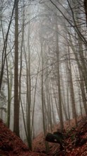 Tall trees in a foggy forest with fallen leaves on the ground, quiet atmosphere, Thuringian Forest