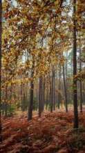 Autumn leaves hang from trees in a quiet forest with high tree growth, Frankenwald nature park Park