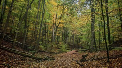A quiet forest trail, covered by colorful leaves, snakes through the autumn forest, Hainich