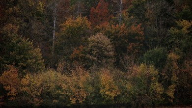 Different autumn colors in a dense group of trees with red and brown leaves, Hainich National Park