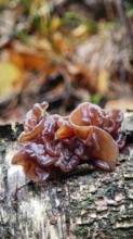 A brown mushroom, Leafy Brain (phaeotremella foliacea), growing on a moss-covered tree trunk in