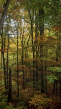 Dense forest in autumn, low sun illuminates the colorful leaves, Hainich National Park