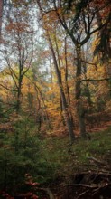 Dense forest in autumn with colorful foliage and a quiet, calming atmosphere, Franconian Forest