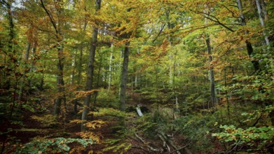 Autumn forest with tall trees, brightly coloured foliage and a peaceful atmosphere, Hainich