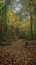 A trail covered with colorful autumn leaves leads through a quiet forest, Hainich National Park