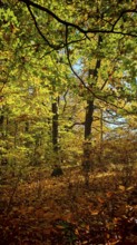 Forest scene with autumn foliage colors and light and shadow effects, Hainich National Park
