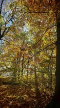 Autumn trees with golden and orange leaves in the forest, Hainich National Park