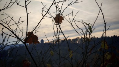 Branches with scattered leaves against a foggy sky, a castle silhouette in the background,
