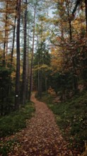 Forest trail with covered leaves, the autumn atmosphere invites you to hike, Franconian Forest