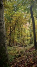 Colourful autumn scene with trees and leaves in various shades in the forest, Hainich National Park