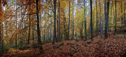 Colourful autumn forest with bright yellow and red leaves, quiet landscape. Franconian Forest