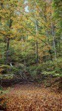 Colourful autumn forest with lush foliage and light coming in through the trees, Hainich National