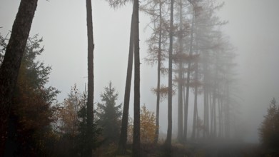 Tall trees rise out of a foggy forest, quiet and dull, mystical atmosphere, Thuringian Forest