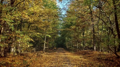 Forest trail lined with autumn trees full of colorful leaves, Hainich National Park