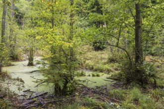 Wetland in beech forest, Jasmund National Park, Sassnitz, Rügen island, Baltic Sea,
