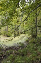 Wetland in beech forest, Jasmund National Park, Sassnitz, Rügen island, Baltic Sea,