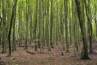 Old beech forest, Stubnitz, Jasmund National Park, Sassnitz, Rügen island, Baltic Sea,