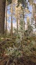 Frost-covered branch in winter forest, natural and quiet scene with blue sky in the background,