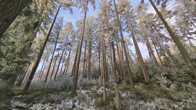 Winter forest with snow-covered trees. Pine trees (abiete) under a blue sky, atmospheric