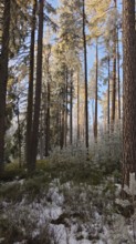 Snow-covered forest with sunshine, tall trees, pines (abiete) and a quiet atmosphere,