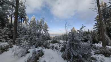 A vast area of forest in winter with snow-covered trees under a cloudy blue sky, Fichtelgebirge