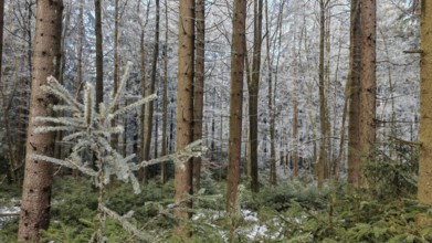 A dense forest with tall pines (abiete) and a snow-covered landscape, taken in winter,