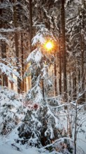 Sun shines through snow-covered conifers and produces warm rays of light, Fichtelgebirge