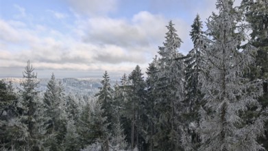 Snow-covered trees, firs (abies), spruces (picea) stretch into the distance, under a cloudy blue