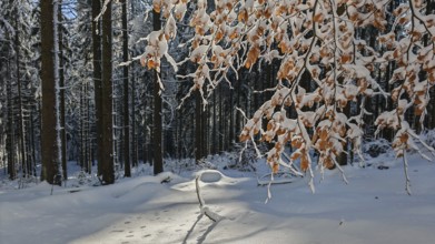 Winter forest trail with footprints in snow and a branch with brown leaves, Fichtelgebirge
