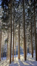 Snowy forest with tall trees and sunlight shining through the branches, Fichtelgebirge