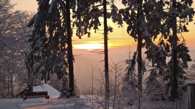 Atmospheric sunset behind snow-covered trees, peace and quiet in the winter forest, bench in the