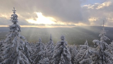 Snow-covered trees, spruces (picea) and wide landscape at sunset, immersed in a quiet winter