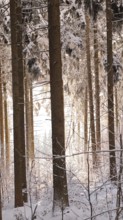 Winter forest with tall trees and soft light shining through the snowy landscape, Fichtelgebirge