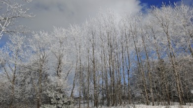 Wintery forest with hoarfrost on trees under a cloudy sky on a clear day, Frankenwald nature park