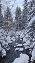 A snowy stream snakes through a thick forest, caught in the winter peace, Fichtelgebirge